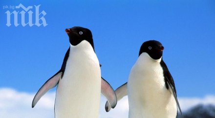 нов вид птичи грип открит първи път сред пингвините антарктика