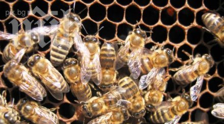 масов мор пчелите силистренско