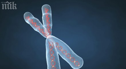 мъжките хромозоми пазят рак