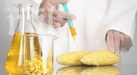 франция забрани отглеждането генномодифицирана царевица страната