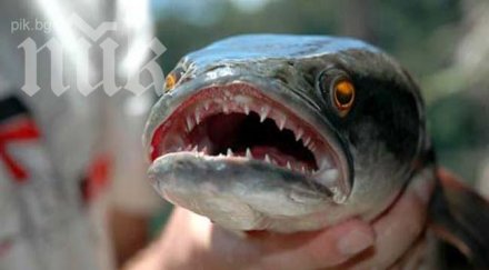 невероятно яденето риба предотвратява депресията жените