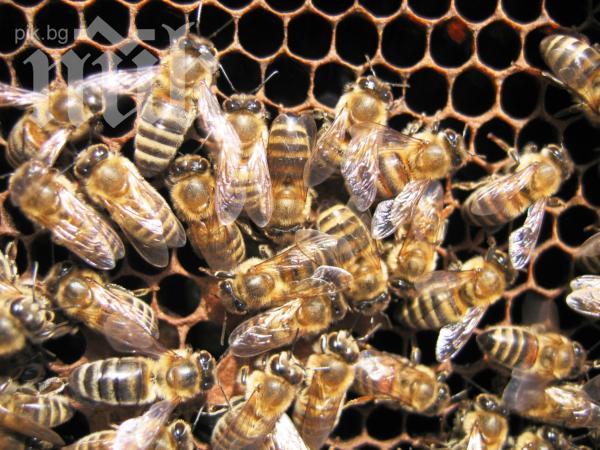 Масов мор по пчелите в Силистренско