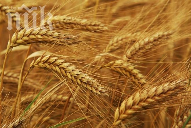 Чака ни рекорден износ на пшеница заради Украйна