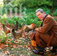 Лисици изядоха кокошките на принц Чарлс