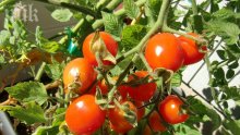 Чери доматите са вкусно украшение за градината
