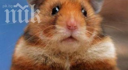 франция отпуска млн евро бюджета спасяването хамстерите