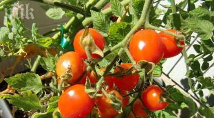 чери доматите вкусно украшение градината