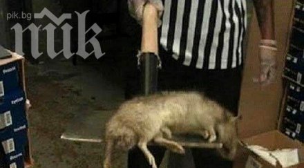 каналите варна напълниха плъхове