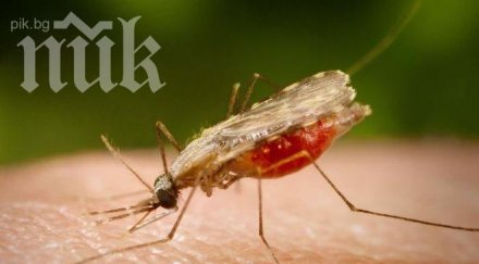 русе гюргево обединиха комарите