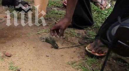 уникално риби заваляха небето шри ланка видео