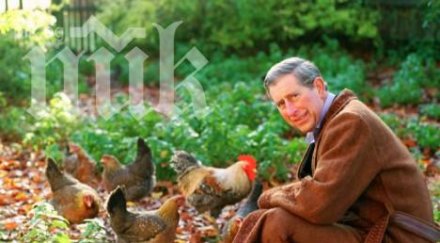лисици изядоха кокошките принц чарлс