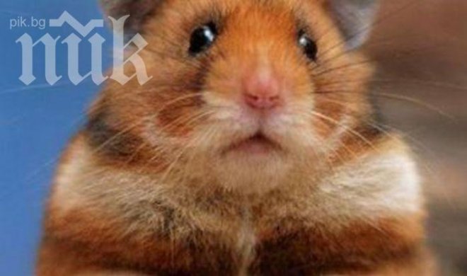 Франция отпуска 3 млн. евро от бюджета за спасяването на хамстерите