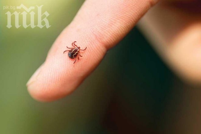 Внимание! Дъждът изкара кърлежите по-рано, вече има една жертва