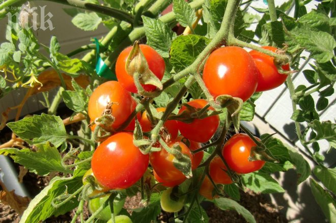 Чери доматите са вкусно украшение за градината