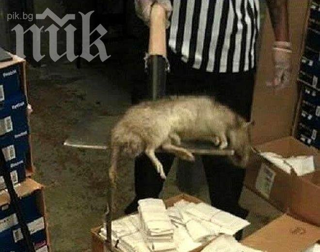 Каналите във Варна се напълниха с плъхове