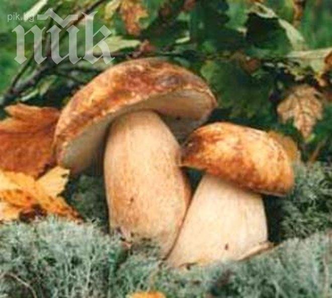 Варненец се отрови с гъбена гозба