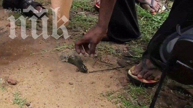 Уникално! Риби заваляха от небето в Шри Ланка (видео)