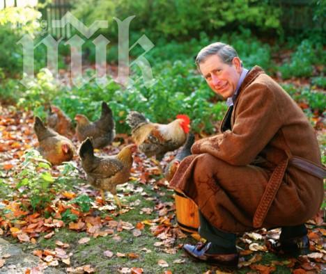 Лисици изядоха кокошките на принц Чарлс