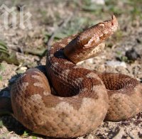 Паника край Смолян! Над 200 змии изпълзяха под подпорна стена