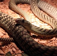 Ужас! Змии плъзнаха из детска площадка в Пловдив, родители и деца в паника