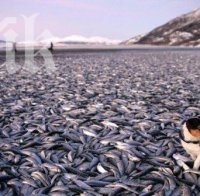 Умряла риба в река Луда Яна паникьоса Панагюрище