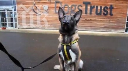 кастрират безплатно кучета банкя