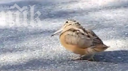 невероятно вижте якото пънк пиле видео