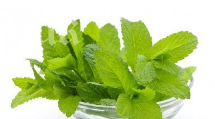 полезните качества ментата