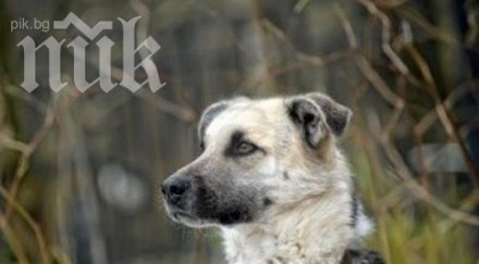 започва кастрация дворните кучета банкя