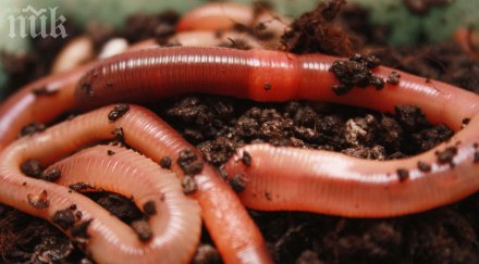 фермери печелят бона торни червеи