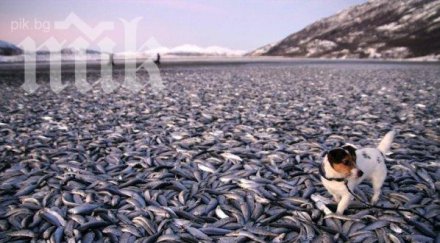 умряла риба река луда яна паникьоса панагюрище