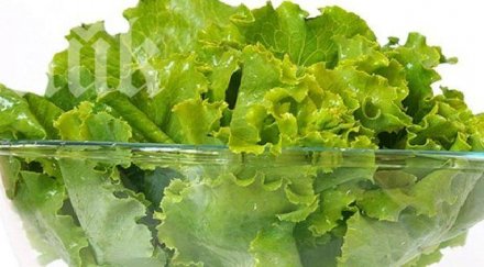 биопроизводител обикновените салати повече вода химикали