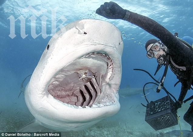 Ужас! 6-метрова бяла акула разпра лодка, пълна с хора (ВИДЕО 18+)