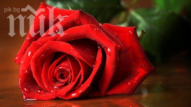 Започнаха 111-те Празници на розата в Казанлък