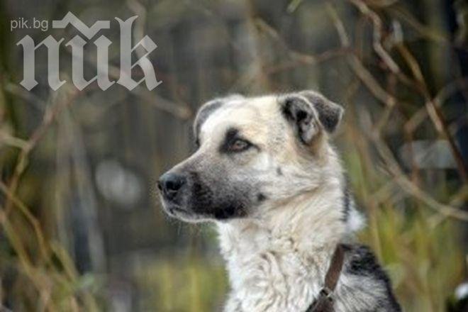 Започва кастрация на дворните кучета в Банкя