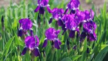 Перуниката свързва земята с отвъдното