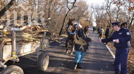 полицаи установиха незаконна сеч букови дървета бора