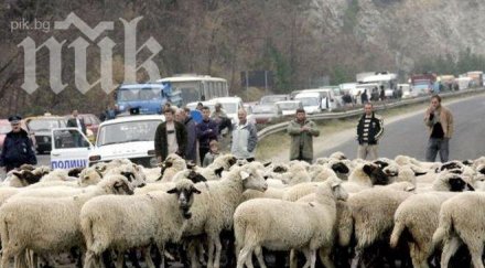 кюстендилско село мъж отглежда овце гаража