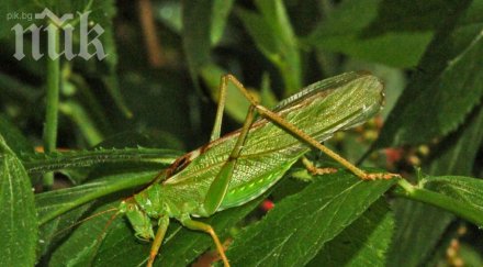 кърджали пропищя марокански скакалци приложат въздушна атака