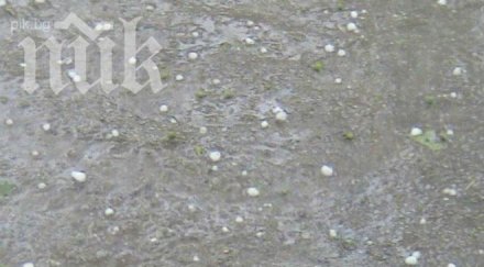 градушка малък орех унищожи реколтата монтанско