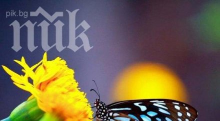 пеперуден парк отваря врати дубай