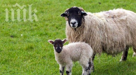 шокираща аномалия роди агне човешка глава видео