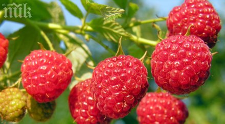 китай прибира първата реколта български малини