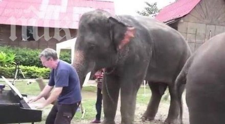 слон свири пиано уникално видео