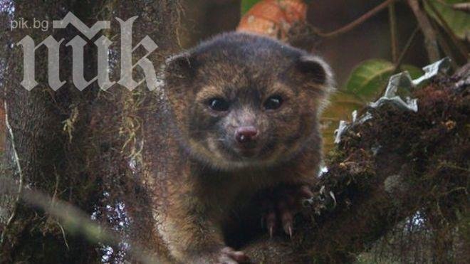 Вижте славянския си хороскоп – какво говори за вас тотемната ви зодия
