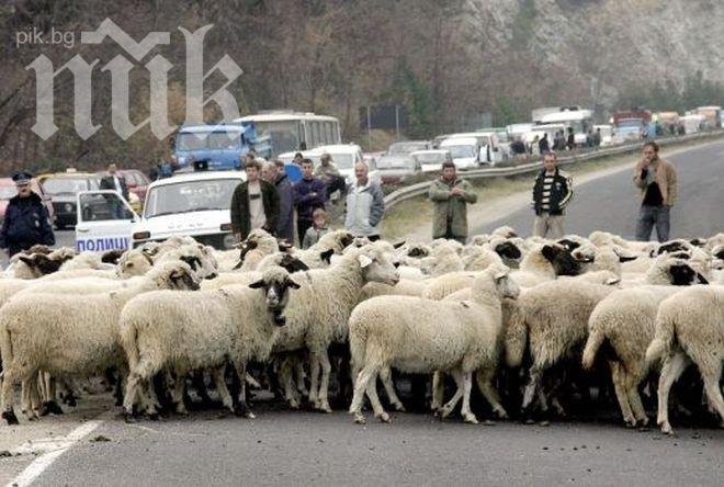 В кюстендилско село мъж отглежда над 80 овце в гаража си