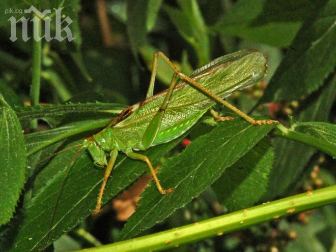 Кърджали пропищя от марокански скакалци! Ще им приложат въздушна атака!