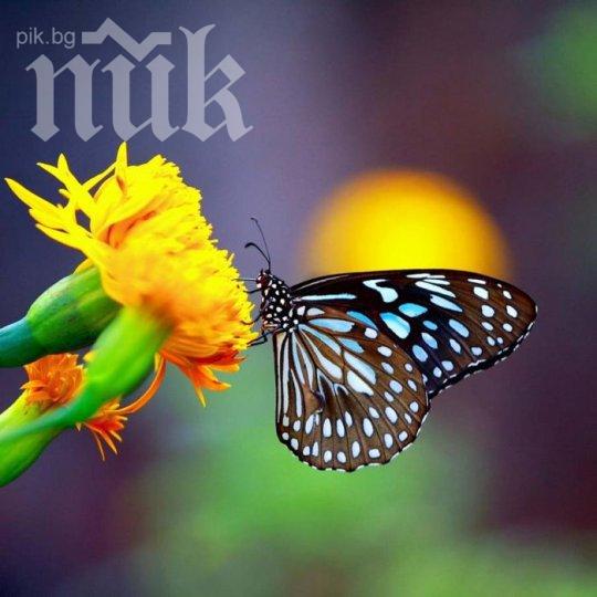 Пеперуден парк отваря врати в Дубай