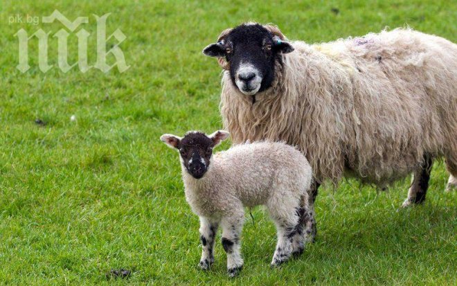 Шокираща аномалия! Роди се агне с човешка глава (видео)