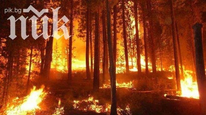Хиляди напуснаха домовете си заради огнения ад в Южна Калифорния